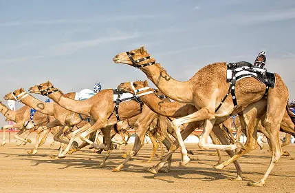 Dubai: Royal Camel Race, Standard